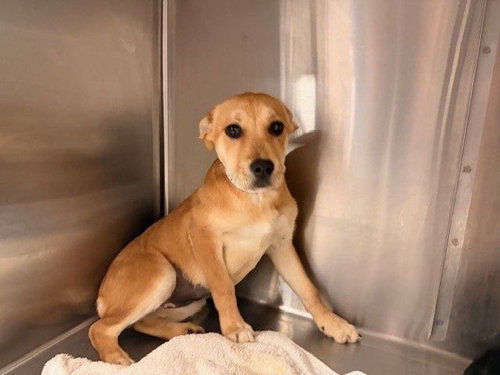 Laney, an adoptable Unknown breed in Rancho Santa Fe, CA