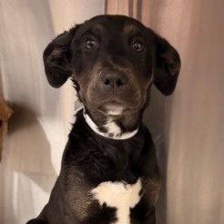 Lucy, an adoptable Unknown breed in Rancho Santa Fe, CA