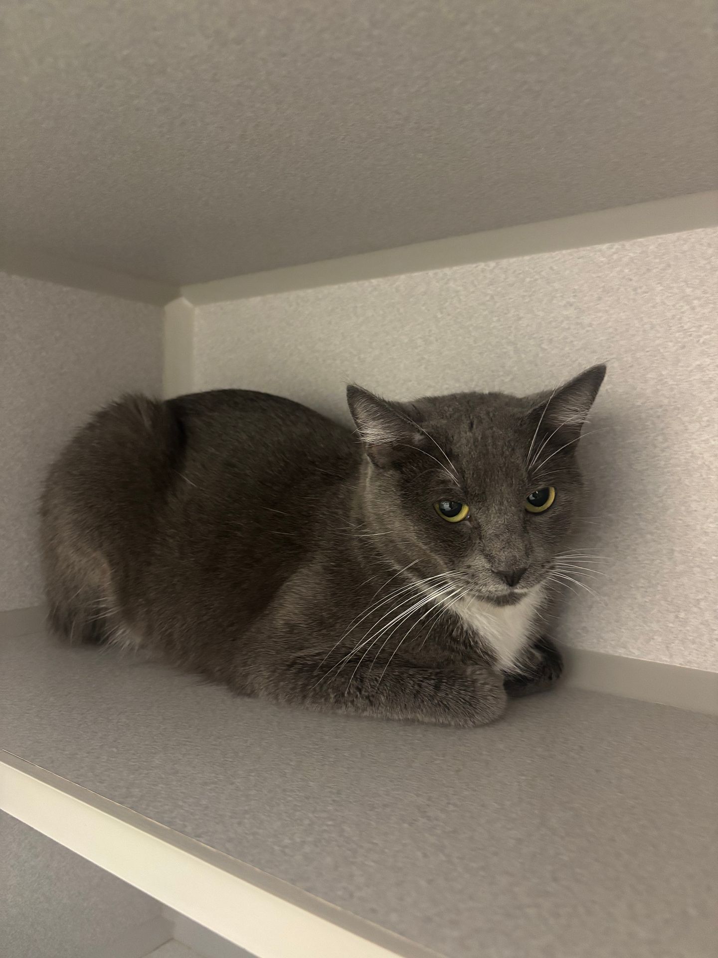 Willow
