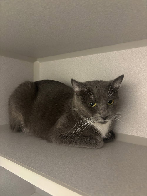 Willow, Adult Mixed, cat for adoption in Santee, California
