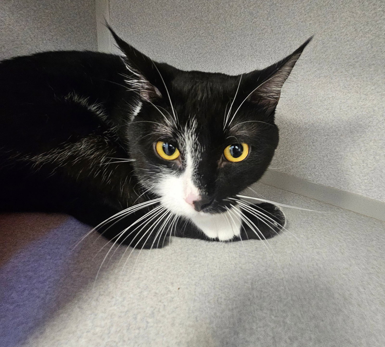 Tux Image