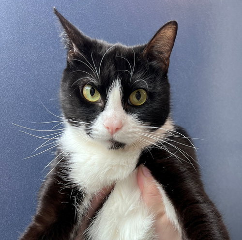 Samantha, an adoptable Mixed in Rancho Santa Fe, CA