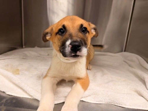 HAPPY - Unknown available for adoption