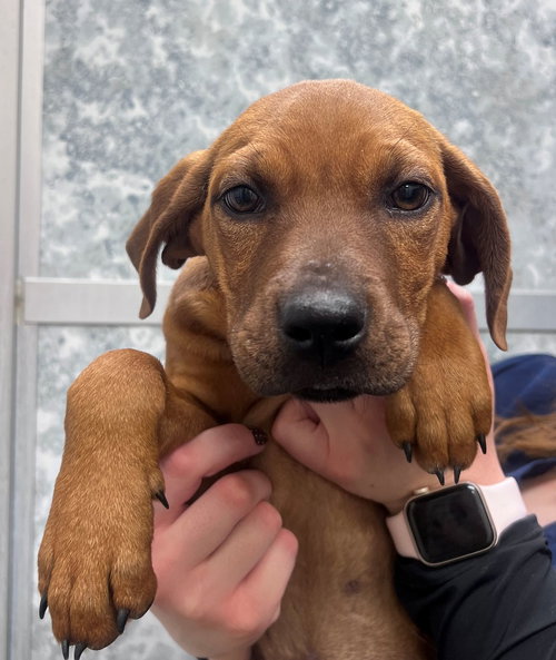 MERMAID - Unknown available for adoption