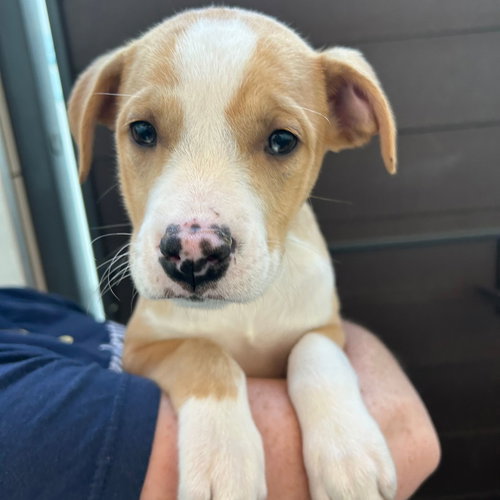 Chicken, an adoptable Unknown breed in Rancho Santa Fe, CA