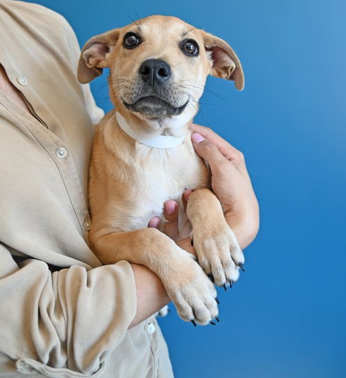 Papito, an adoptable Unknown breed in Rancho Santa Fe, CA