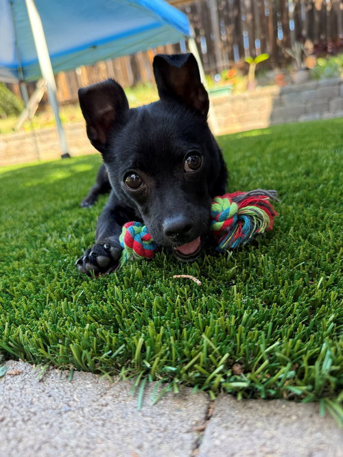 Hercules, an adoptable Unknown breed in Rancho Santa Fe, CA