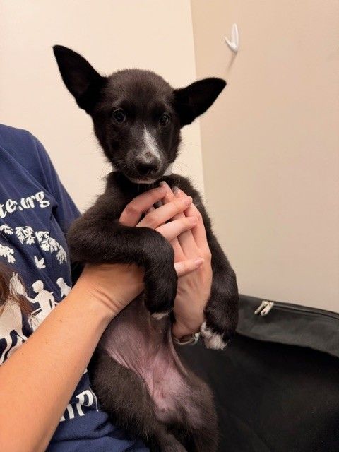 Diana, an adoptable Unknown breed in Rancho Santa Fe, CA