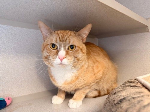 Simba, an adoptable Mixed in Rancho Santa Fe, CA