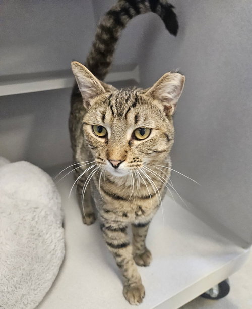 Robin, Young Mixed, cat for adoption in Santee, California