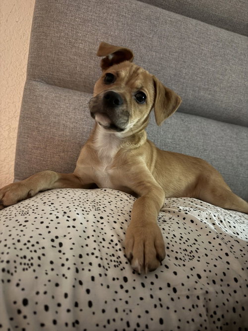 Princess, an adoptable Unknown breed in Rancho Santa Fe, CA
