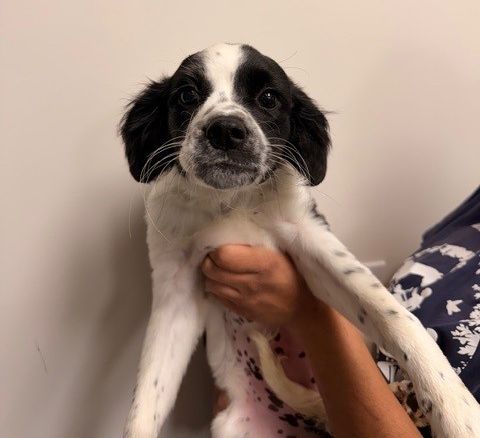 Pecan, an adoptable Unknown breed in Rancho Santa Fe, CA