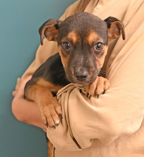 Felix, an adoptable Unknown breed in Rancho Santa Fe, CA