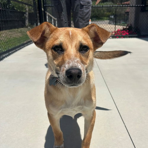 Flash, an adoptable Unknown breed in Rancho Santa Fe, CA