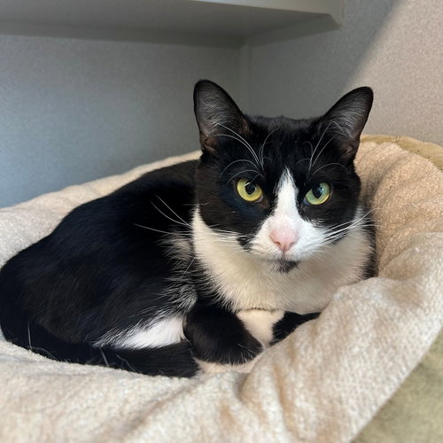Samantha, Adult Mixed, cat for adoption in Santee, California