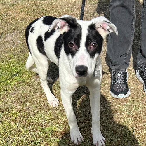 Trix, an adoptable Unknown breed in Rancho Santa Fe, CA