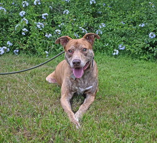 Hashbrown, an adoptable Unknown breed in Rancho Santa Fe, CA