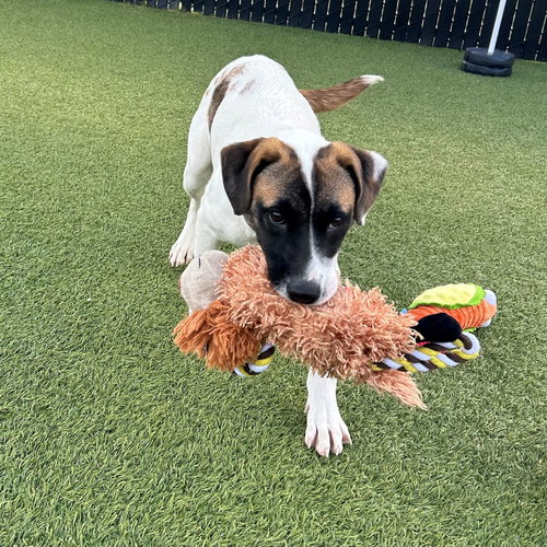 Cheese, an adoptable Unknown breed in Rancho Santa Fe, CA