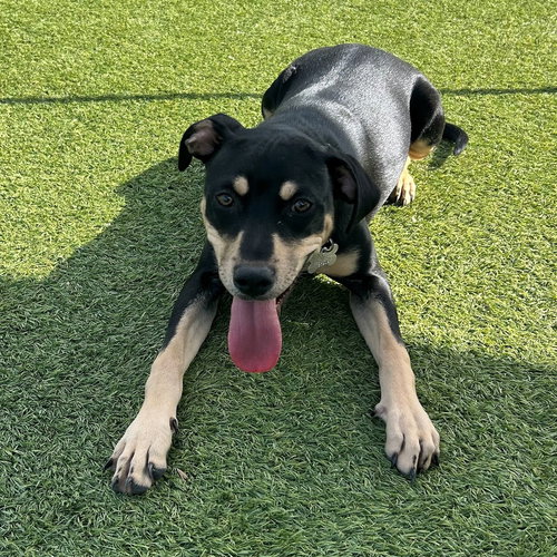 Pasta, an adoptable Unknown breed in Rancho Santa Fe, CA