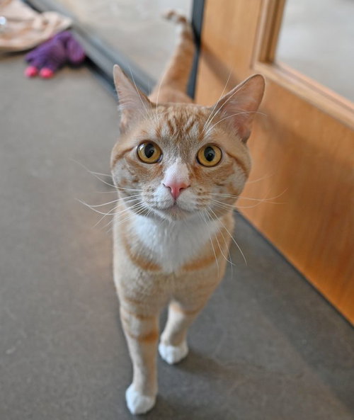 Simba, Young Mixed, cat for adoption in Santee, California