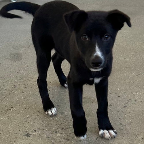 Diana, an adoptable Unknown breed in Rancho Santa Fe, CA