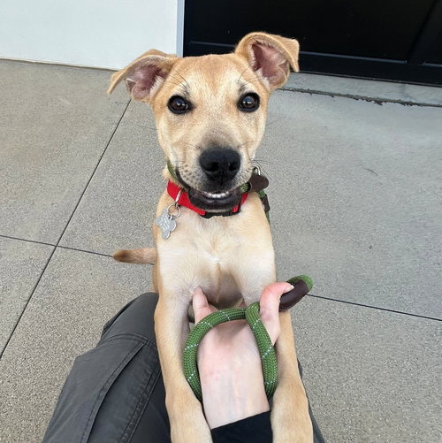 Papito, an adoptable Unknown breed in Rancho Santa Fe, CA