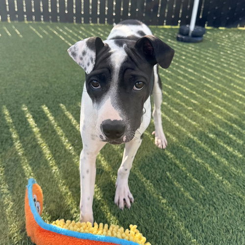 Almond, an adoptable Unknown breed in Rancho Santa Fe, CA