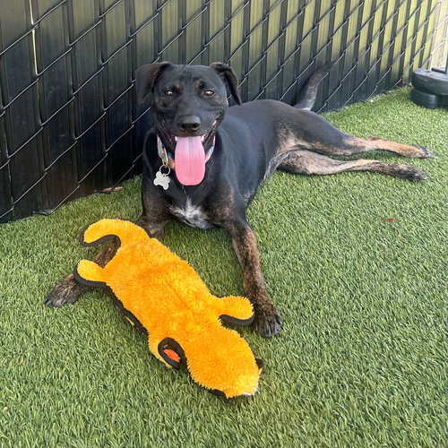 Polly, an adoptable Unknown breed in Rancho Santa Fe, CA