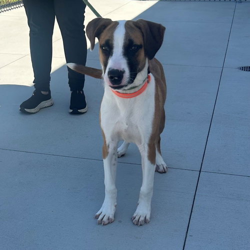 Sausage, an adoptable Unknown breed in Rancho Santa Fe, CA