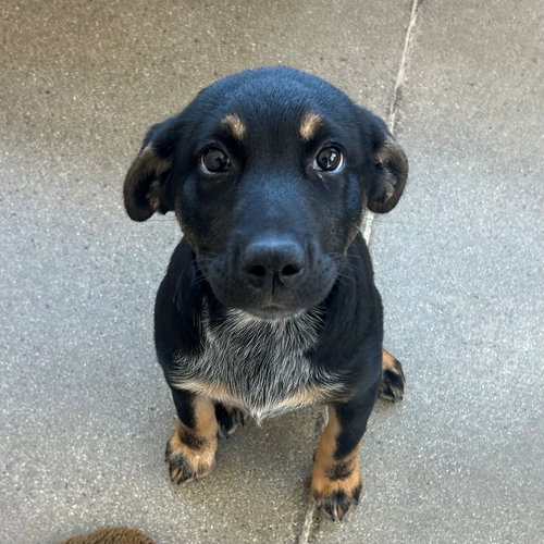 Crush, an adoptable Unknown breed in Rancho Santa Fe, CA