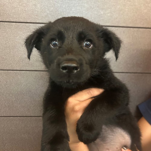 Spur, an adoptable Unknown breed in Rancho Santa Fe, CA