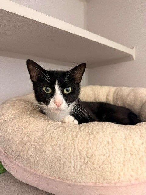 Honeycomb, an adoptable Mixed in Rancho Santa Fe, CA