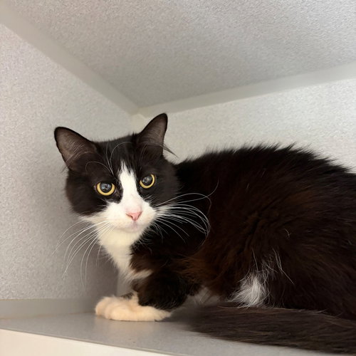 Vogue, an adoptable Mixed in Rancho Santa Fe, CA