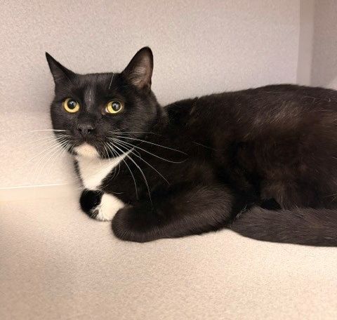 Tommy, an adoptable Mixed in Rancho Santa Fe, CA