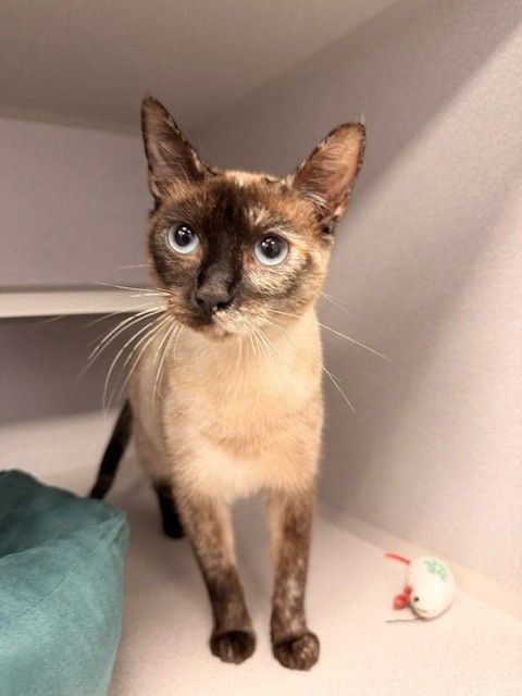 Coral, an adoptable Mixed in Rancho Santa Fe, CA