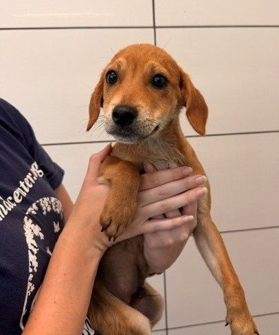 Burrito, an adoptable Unknown breed in Rancho Santa Fe, CA
