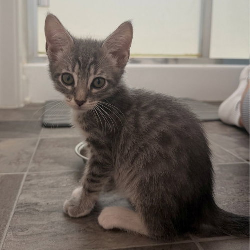 Blinkin, an adoptable Mixed in Rancho Santa Fe, CA