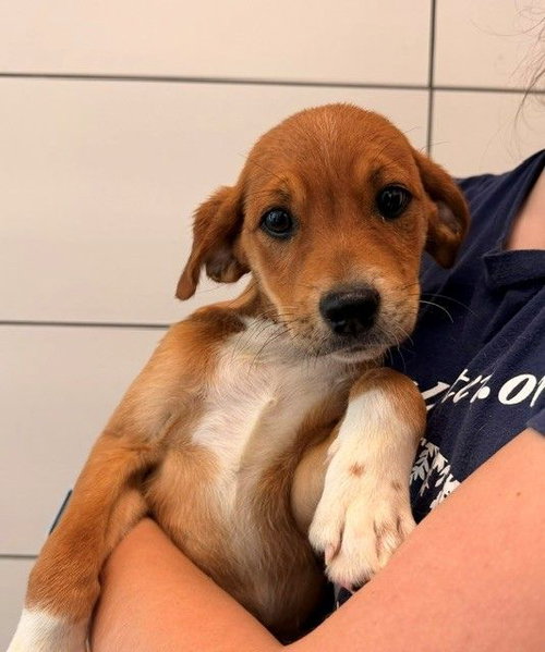 Tortas, an adoptable Unknown breed in Rancho Santa Fe, CA