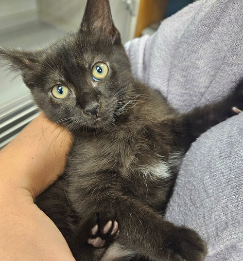 Dior, an adoptable Mixed in Rancho Santa Fe, CA