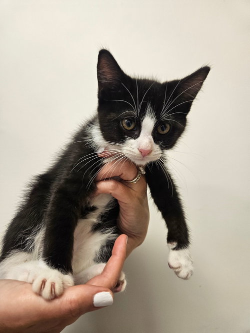 Dolce, an adoptable Mixed in Rancho Santa Fe, CA