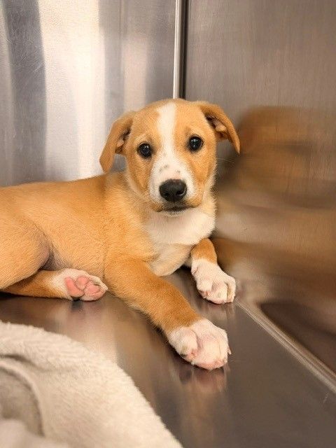Harry, an adoptable Unknown breed in Rancho Santa Fe, CA