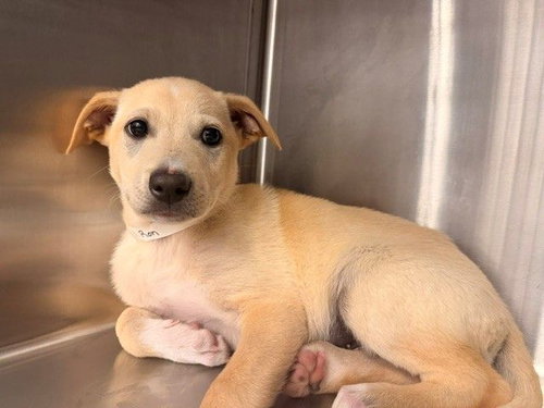Ron, an adoptable Unknown breed in Rancho Santa Fe, CA