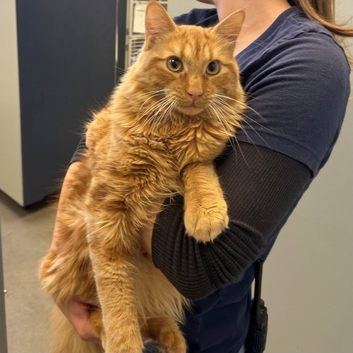 Cinnamon, an adoptable Mixed in Rancho Santa Fe, CA