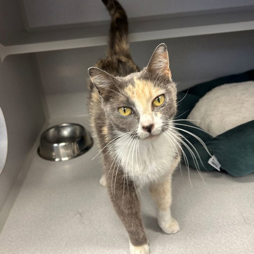 Michiko, an adoptable Mixed in Rancho Santa Fe, CA