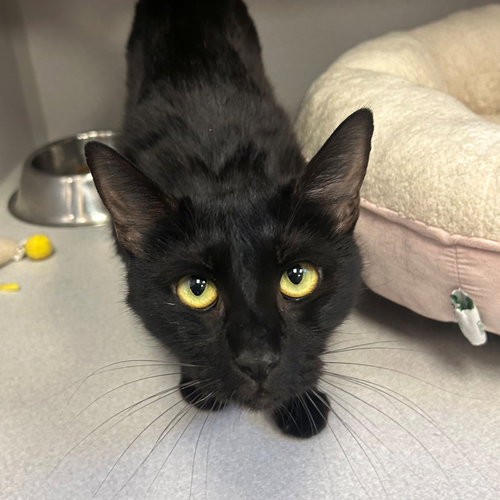 Snickerdoodle, an adoptable Mixed in Rancho Santa Fe, CA