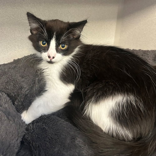 Bolt, an adoptable Mixed in Rancho Santa Fe, CA