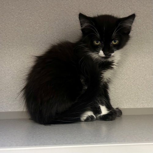Cloudy, an adoptable Mixed in Rancho Santa Fe, CA