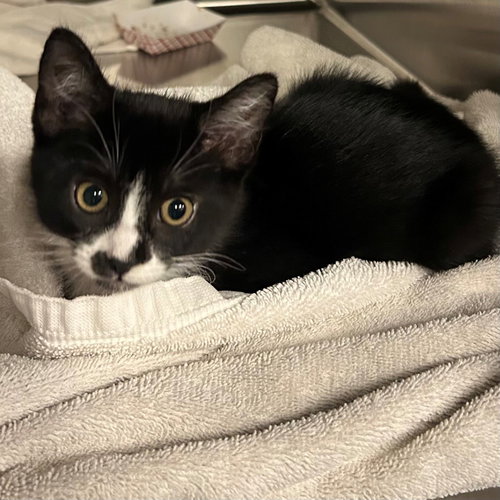 Grass, an adoptable Mixed in Rancho Santa Fe, CA