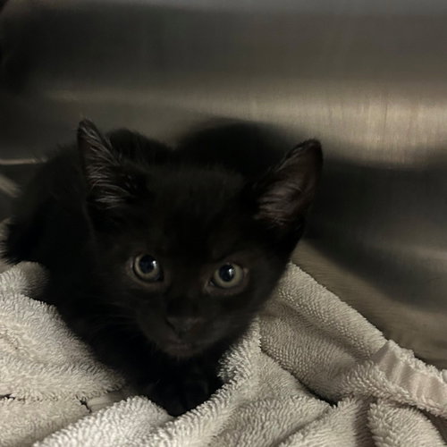 Hopper, an adoptable Mixed in Rancho Santa Fe, CA