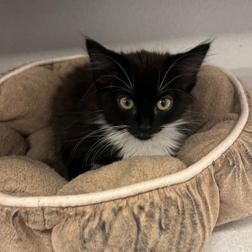Light, an adoptable Mixed in Rancho Santa Fe, CA